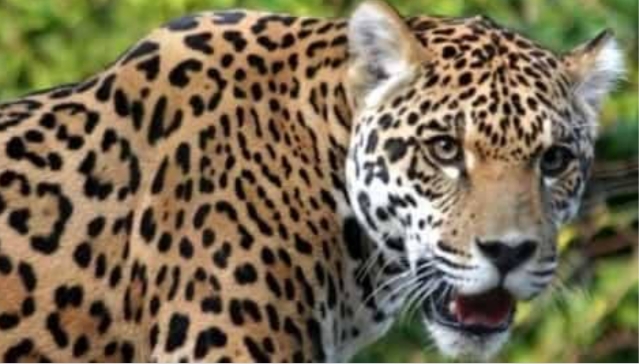 बहादराबाद। वेद सिटी के पास खेत में गुलदार दिखाई देने से किसानो के में दहशत का माहौल।