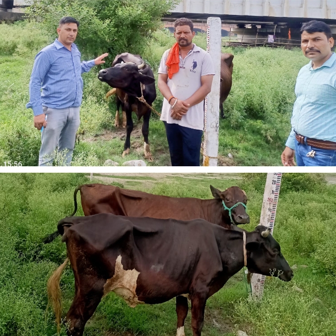 गोकशी एवं अवैध पशु कटान की रोकथाम हेतु कार्यवाही में 02 जिन्दा गोवंशीय पशु बरामद,