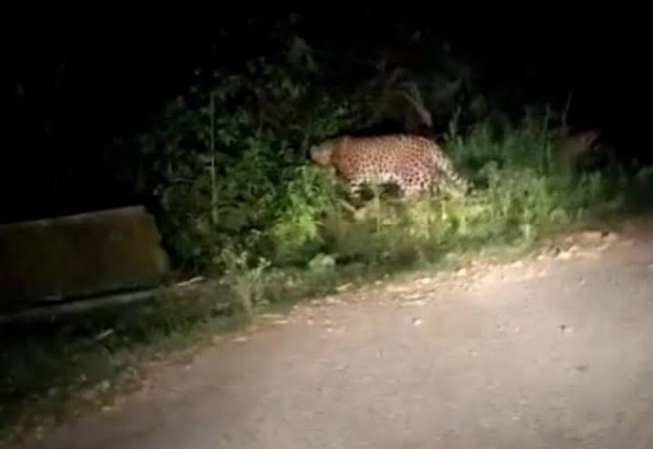 गुलदार की दहशत से ग्रामीण व राहगीर परेशान मंगलवार की देर श्याम लगभग 9: 30 बजे गुलदार ने तीन युवकों पर किया हमला जिसमें दो युवकों के पैरों पर लगे पंजे एक बचा तीनो युवक सिडकुल की एक कम्पनी में डिवटी पर जा रहे थे।