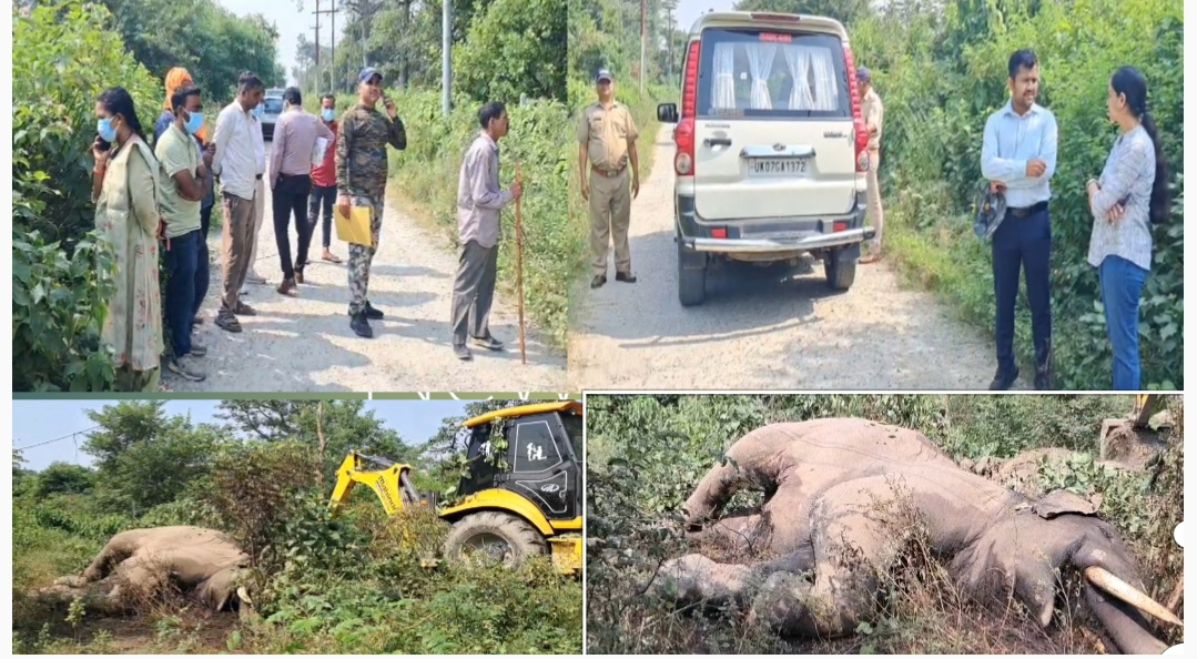 बहादराबाद क्षेत्र कांवड़ पटरी पर एक नर हाथी की करंट लगने से हुई मौत मचा हड़कम्प।