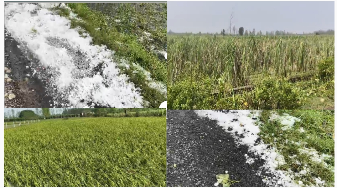 ग्रामीण क्षेत्रों में तेज हवा व भारी ओलावृष्टि के कारण ग्रामीण किसानों की फसल गन्ना, व धान,अन्य फसलों का हुआ भारी नुकसान।